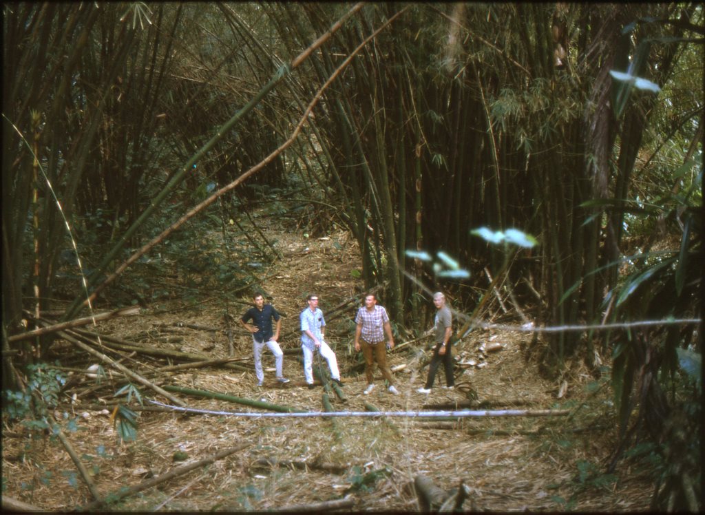 Bamboo forest