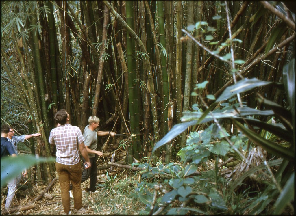 Chopping bamboo.