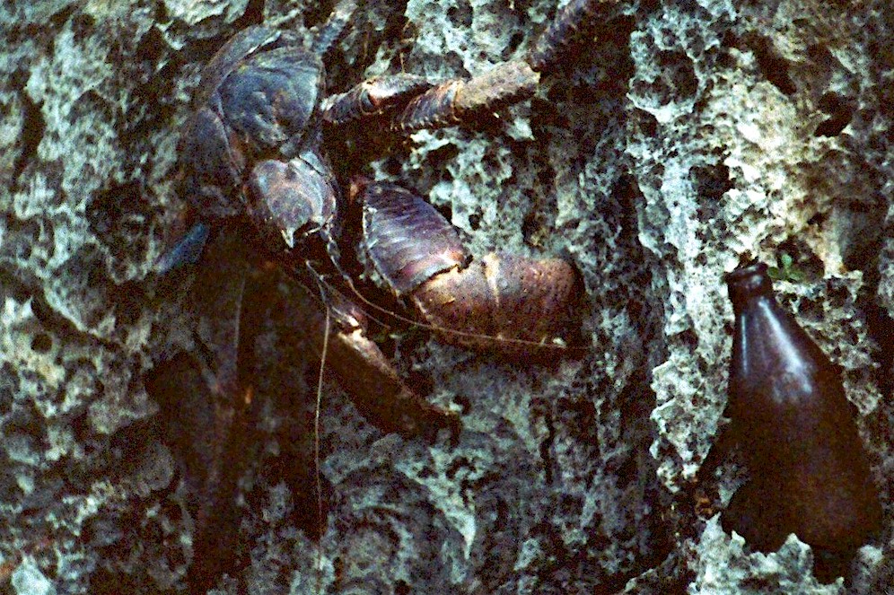 Coconut crab.