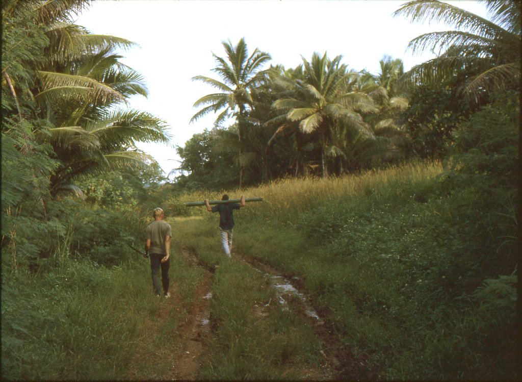 Carrying bamboo.